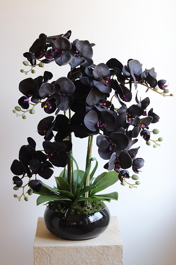 Negra Pianola, sztuczny czarny storczyk w osłonce