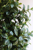 New Green Saute, drzewko sztuczne kolumnowe we wkładzie