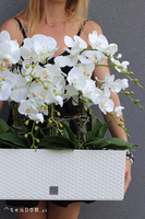 Samanta Natural, wysokiej jakości sztuczny storczyk