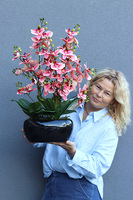 Piano Pink Glamour, gumowy storczyk w doniczce