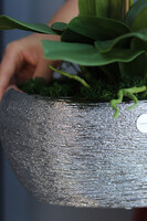 Silverino, biały storczyk w srebrnej donicy