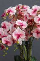 gumowy różowy storczyk w pucharze, Sabrina Goldia, wys.135cm