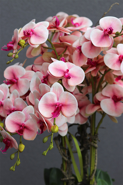 gumowy różowy storczyk w pucharze, Sabrina Goldia, wys.135cm