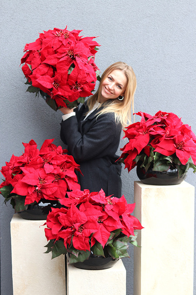 Gwiazda Betlejemska Classy, wysokiej jakości sztuczna roślina