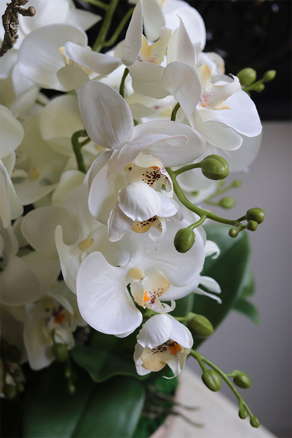 Beige Orchid, storczyk w ceramicznym pucharze