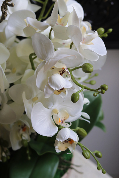 Beige Orchid, storczyk w ceramicznym pucharze