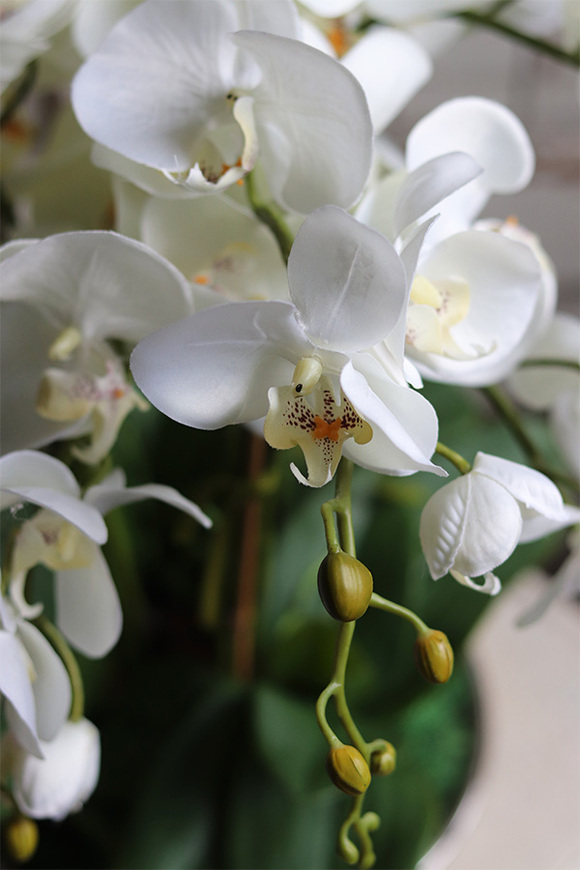 Caribe, elegancki storczyk w beżowym pucharze, wys.50cm 