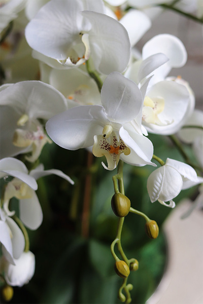 Caribe, elegancki storczyk w beżowym pucharze, wys.50cm 