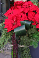 Gwiazda Betlejemska Hermitage, wysokiej jakości sztuczna roślina XL