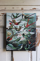 Paradiso, obraz z egzotycznymi ptakami, wym.25x20cm 