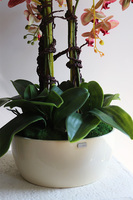 Klesitra Granada, gumowy storczyk w kremowej misie klienta, wys.71cm 