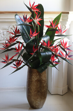 Princera Rubinowa Strelicja 3, kompozycja w złotej donicy, wys.120cm