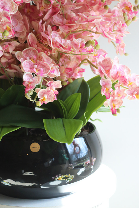 Black Orchid Japania, duży storczyk w czarnej donicy