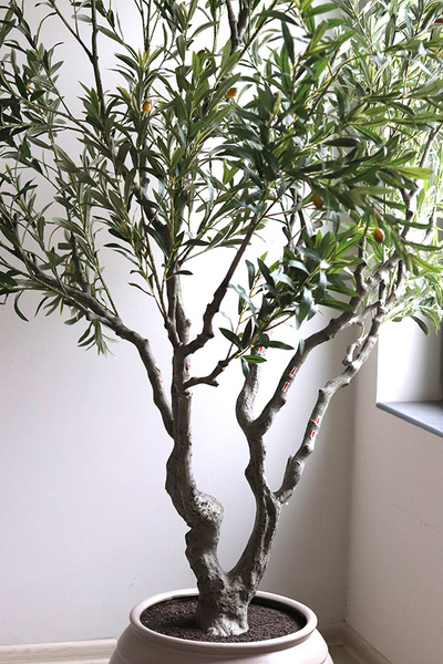 Oliwka Premium XXL, sztuczna roślina drzewko oliwne