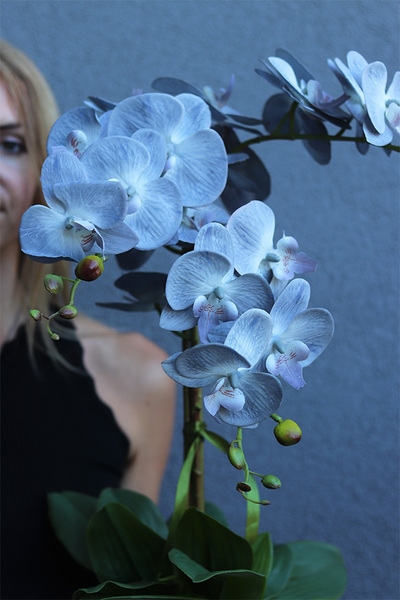 Navona, sztuczny o błękitnych kwiatostanach, wys.64cm