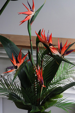 Strelicja Yfrena, kompozycja w wazonie, wys.102cm