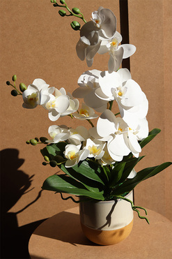 Blumelia Creme, gumowy storczyk w doniczce, wys.56cm