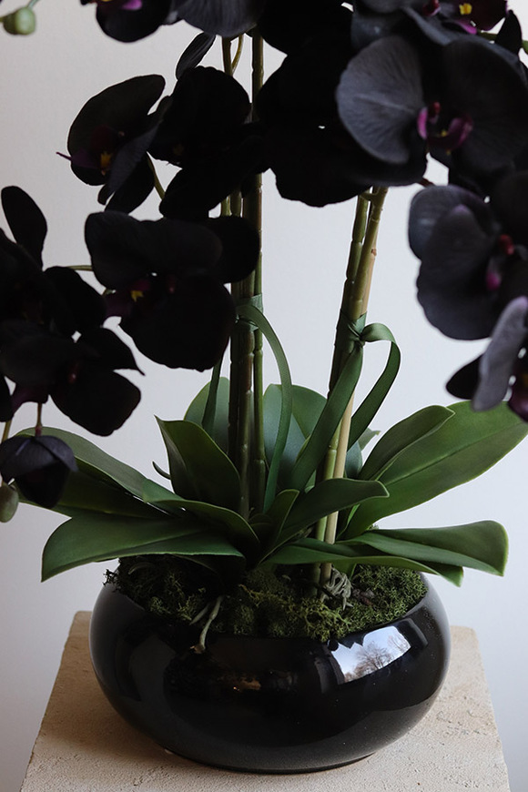 Negra Pianola, sztuczny czarny storczyk w osłonce