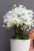 Biała Gizelle, duży storczyk podłogowy w białej donicy