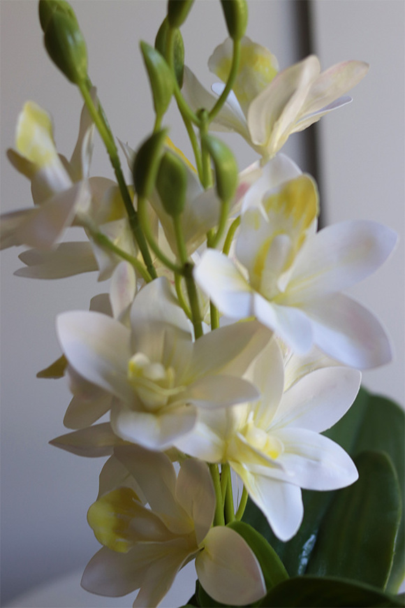 Mini Colors Concrete, gumowy storczyk w różowej donicy