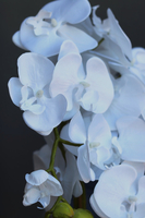 Silverino, biały storczyk w srebrnej donicy