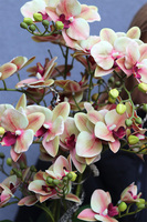 Fretre Blumelia, gumowy sztuczny storczyk