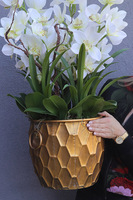 Fellis Harlow, biały gumowy storczyk w złotej donicy