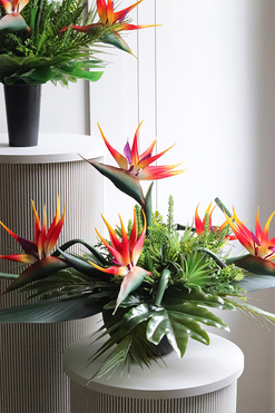 Crowne Amazonka, kompozycja nagrobna ze strelicją, wys.45cm