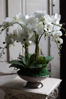 Caribe, elegancki storczyk w beżowym pucharze, wys.50cm 