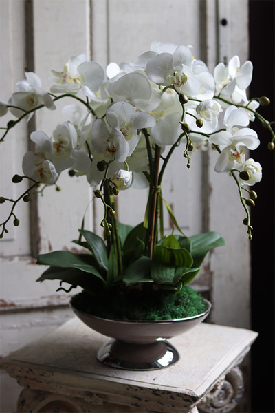 Caribe, elegancki storczyk w beżowym pucharze, wys.50cm 