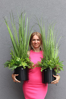 Zielony Ogród, sztuczna trawa z sukulentami w czarnej donicy