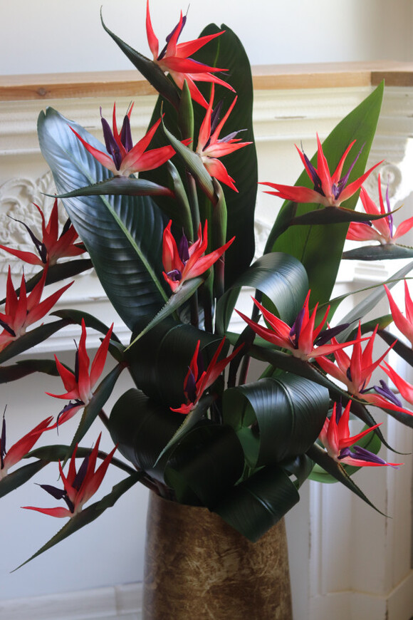 Princera Rubinowa Strelicja 3, kompozycja w złotej donicy