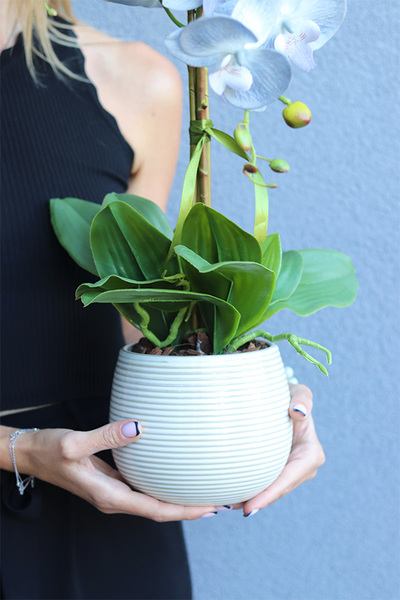 Navona, sztuczny o błękitnych kwiatostanach, wys.64cm