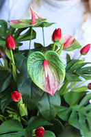 Volcan Melite Tulips, nowoczesna kompozycja nagrobna