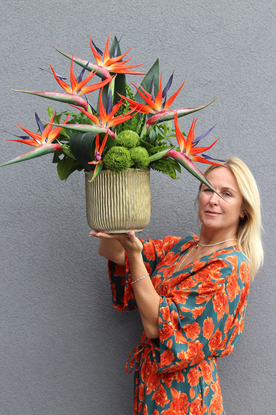 Strelicja Godenia King, kompozycja ze strelicją w złotej donicy, wys.64cm