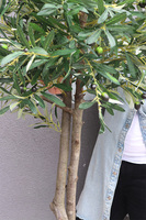 Drzewko Oliwne Hiltonka, sztuczna roślina w srebrnej donicy