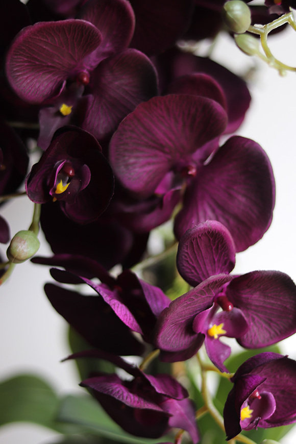 BakłażaNowy, fioletowy storczyk w srebrnej donicy, wys.62cm