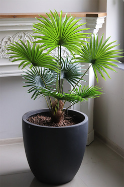 Livistona Concrete 2, sztuczna palma w betonowej donicy, wys.115cm 