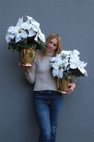 Gwiazda Betlejemska Cooler Gold, wysokiej jakości sztuczna roślina	