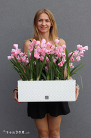 Samanta Pink Cymbydium wysokiej jakości sztuczny storczyk