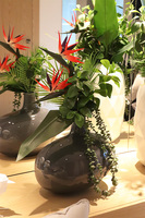 Strelicja Moko, egzotyczny bukiet do wazonu