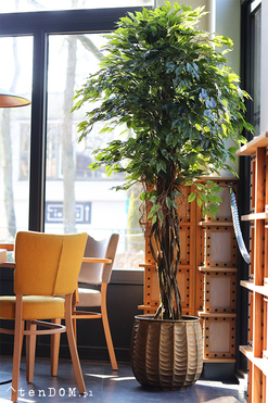 Fikus Benjamin Aguilera, sztuczna roślina w donicy, wys.200cm 