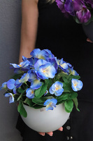 Bratki Blue, niebieskie bratki w naczyniu