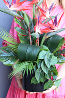 Moderni Figaro, kompozycja ze strelicją w donicy