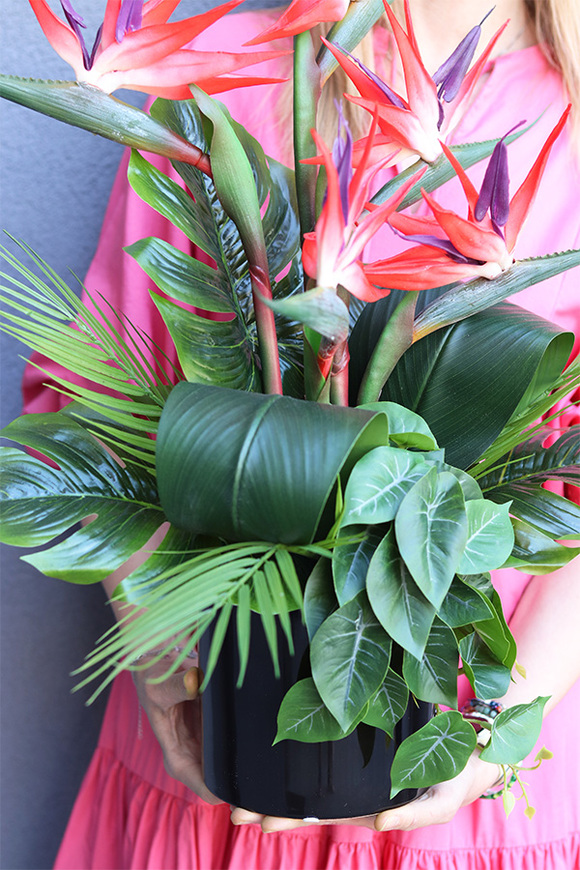 Moderni Figaro, kompozycja ze strelicją w donicy