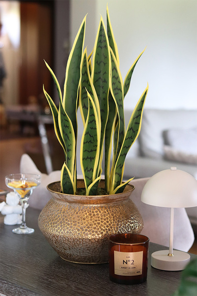 Sansewieria Eduardo, roślina sztuczna w złotej donicy