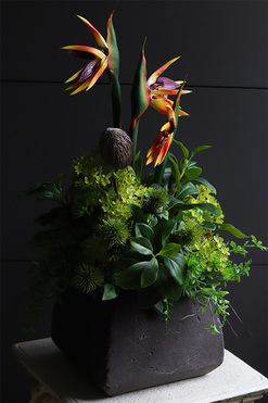 egzotyczna kompozycja w donicy, Strelicja Central Park, wys.65cm 