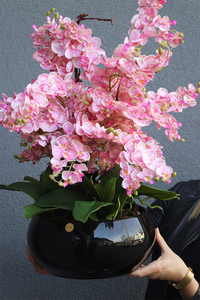 Black Orchid Japania, duży storczyk w czarnej donicy