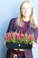 Wrzosy Cipriano Amarant, kompozycja kwiatowa w czarnej donicy