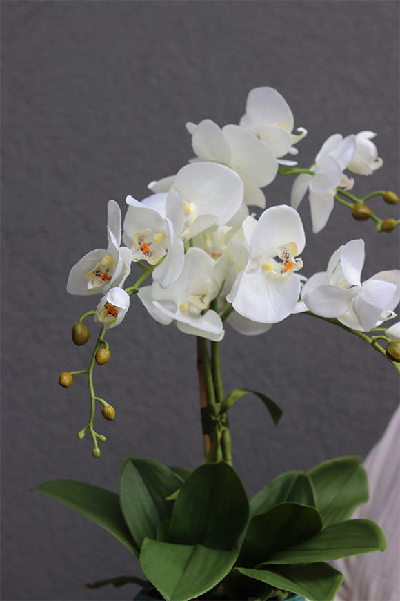 Torino Turtle, sztuczny storczyk w turkusowej osłonce